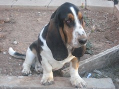 Fotos de perros